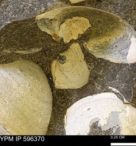 Limopsis striatopunctatus