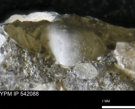 undet. Bivalvia