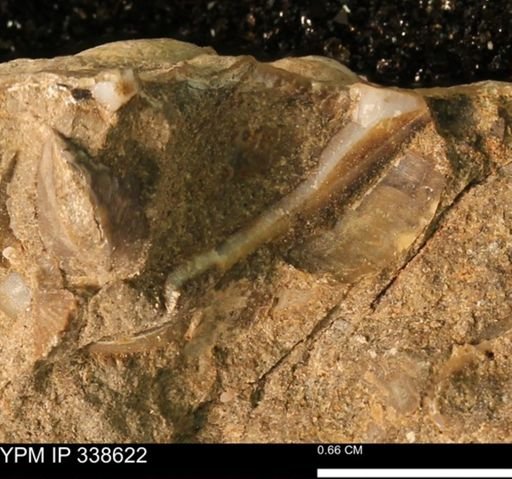 undet. Mollusca