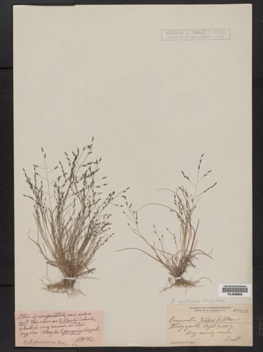Eragrostis pilosa