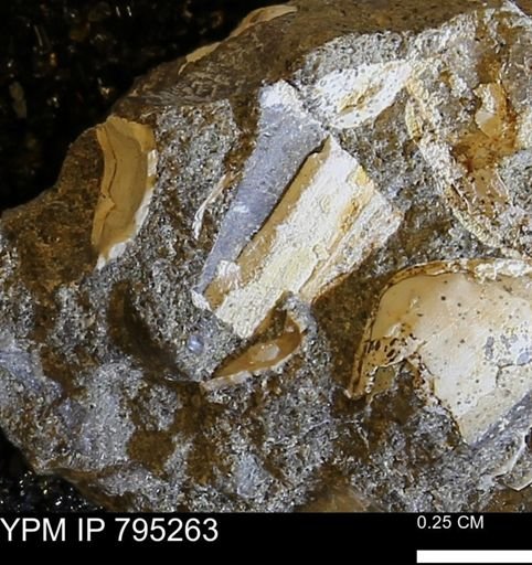 undet. Bivalvia