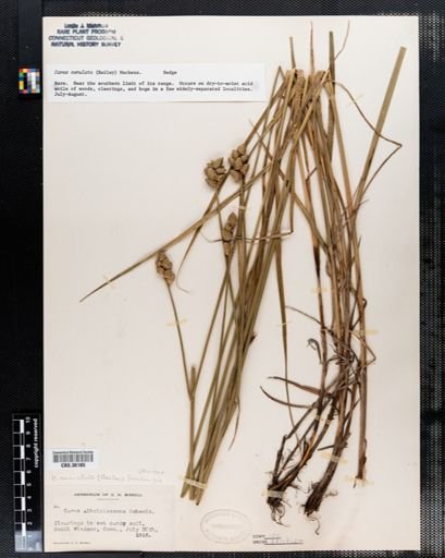 Carex cumulata