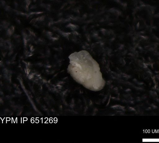undet. Foraminiferida