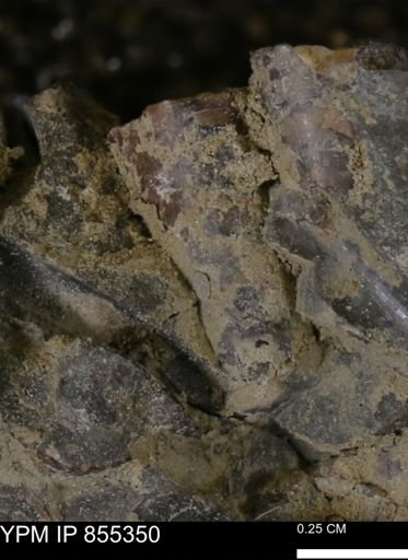 Baculites sp.