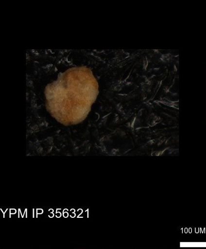 undet. Foraminiferida