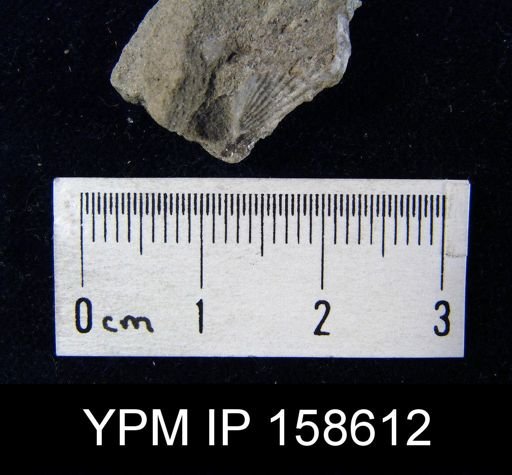 Rhynchotrema prinstana