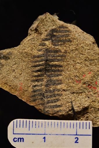Paramatonia linearis