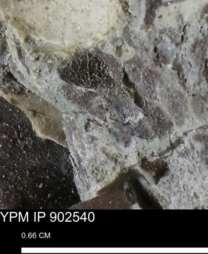 undet. Bivalvia