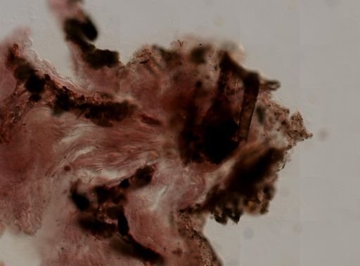 Sarcotragus cf. fasciculatus