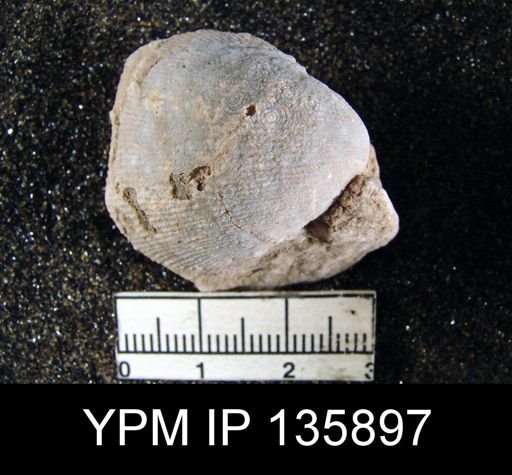 Productus (Linoproductus) lineatus