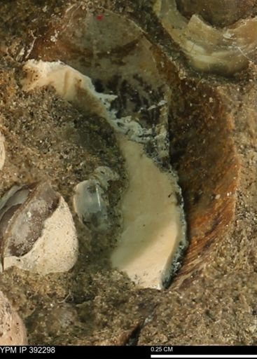 Protocardia subquadrata