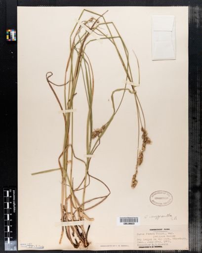 Carex foenea