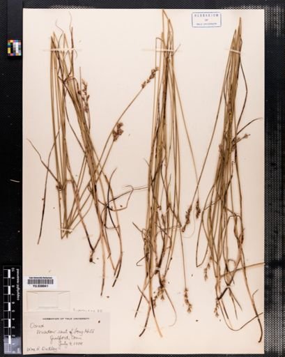Carex
