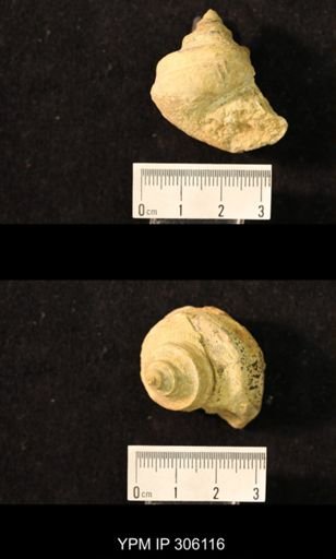 Worthenia sp.