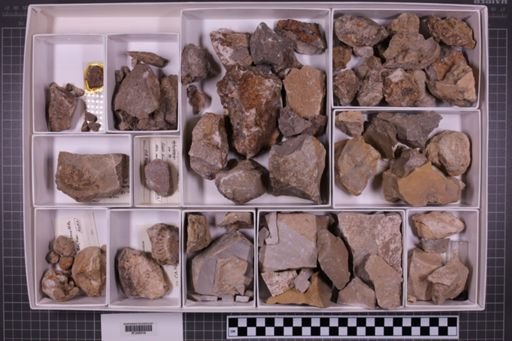 mixed taxa, stratigraphic collection