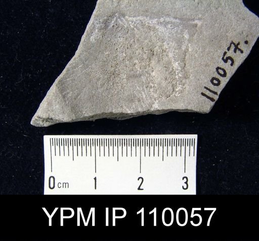 Brachyprion philomena