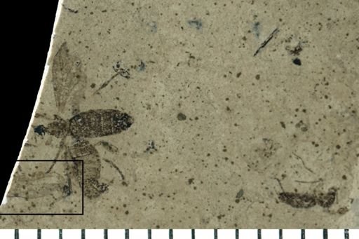 Diptera