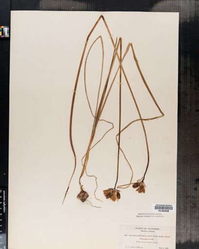 Dichelostemma
