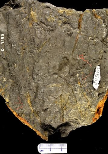 Psilophyton sp.