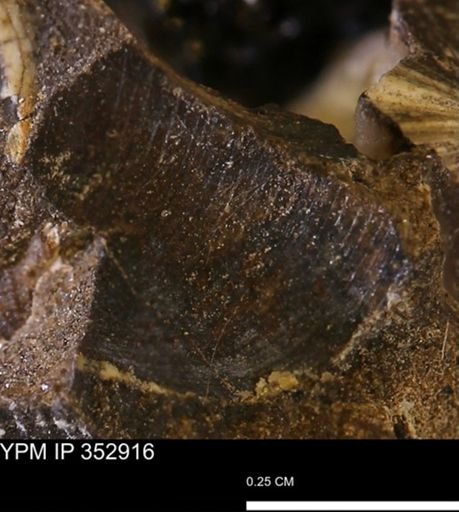 undet. Mollusca