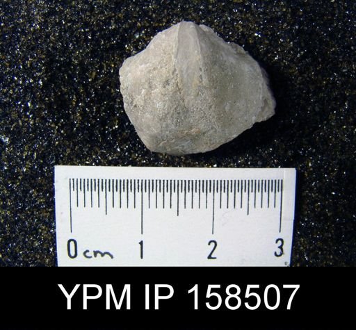 Spirifer radiatus tenuistriatus