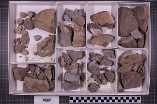 mixed taxa, stratigraphic collection