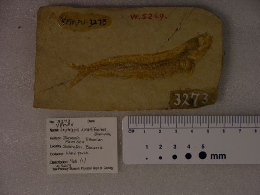 Leptolepis sprattiformis