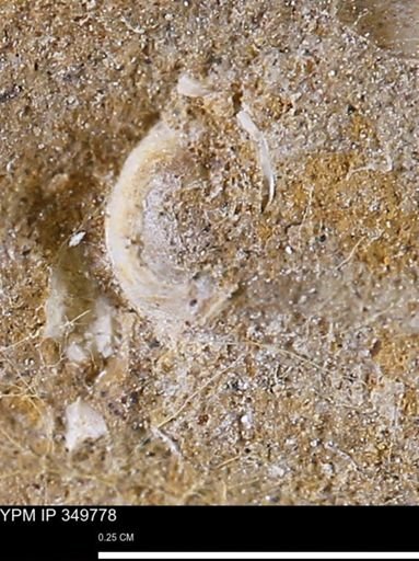 undet. Mollusca