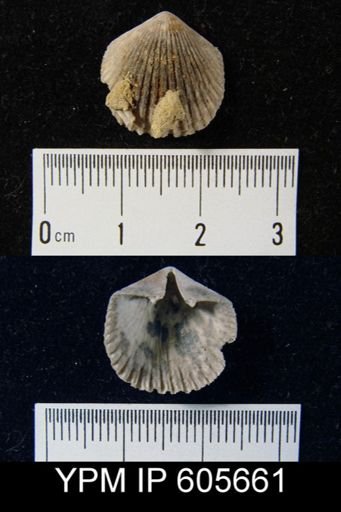 Hesperorthis sp.