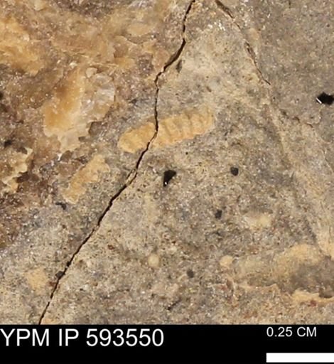 taxon undetermined