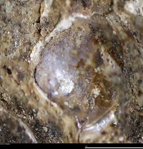 Corbulamella gregaria