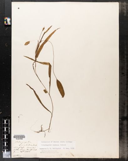Potamogeton nodosus