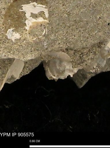 undet. Mollusca