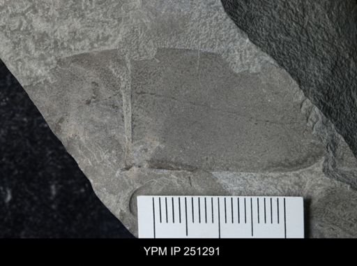 undet. Eurypterida