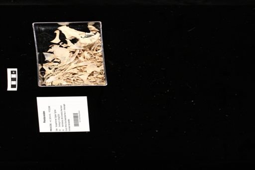 Prionotus evolans