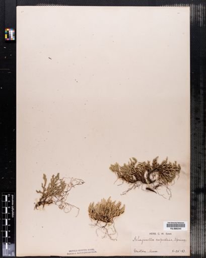 Selaginella rupestris