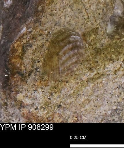 undet. Gastropoda