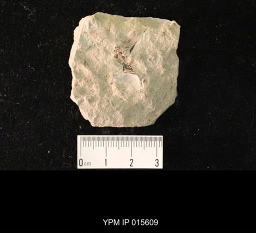 Liomopterum ornatum
