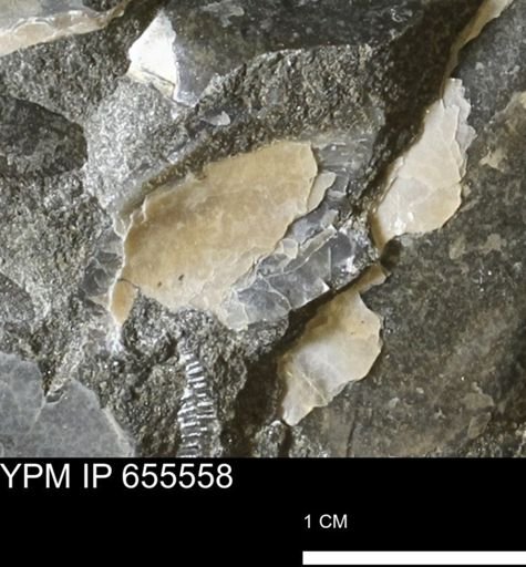 Pseudoptera sp.