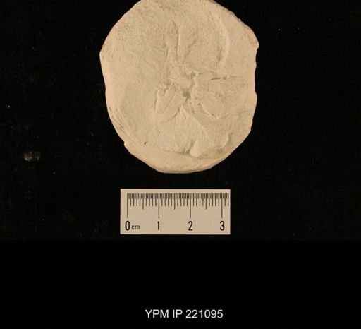 Curculioides sp.