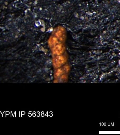 Verneuilinoides kansasensis