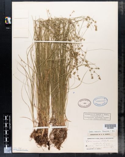 Carex radiata