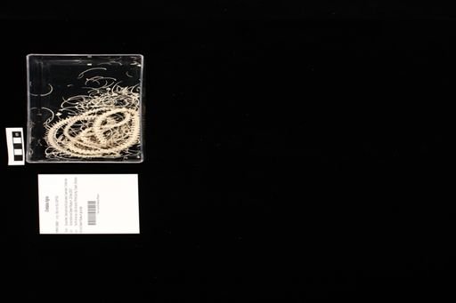 Crotalus tigris
