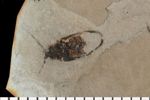 Coleoptera