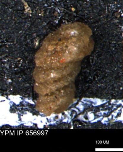 Ammobaculites euides