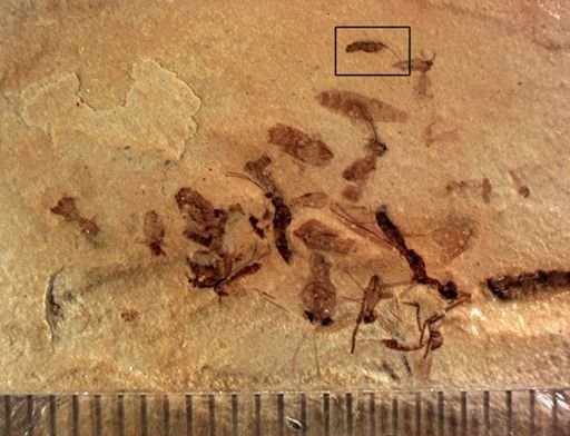undet. Diptera