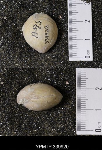 Kingena wacoensis