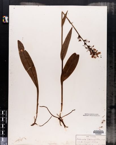 Habenaria