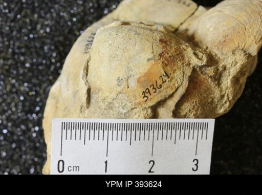 Corbicula?