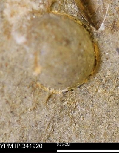 undet. Bivalvia